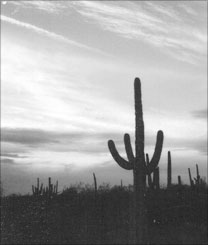 The Arizona sky at dusk with cactus in the foregound.